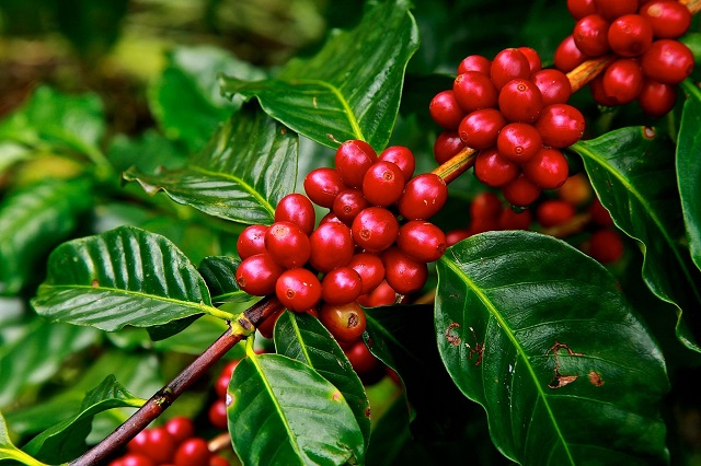 Ugandan coffee beans growing on trees in lush green forest